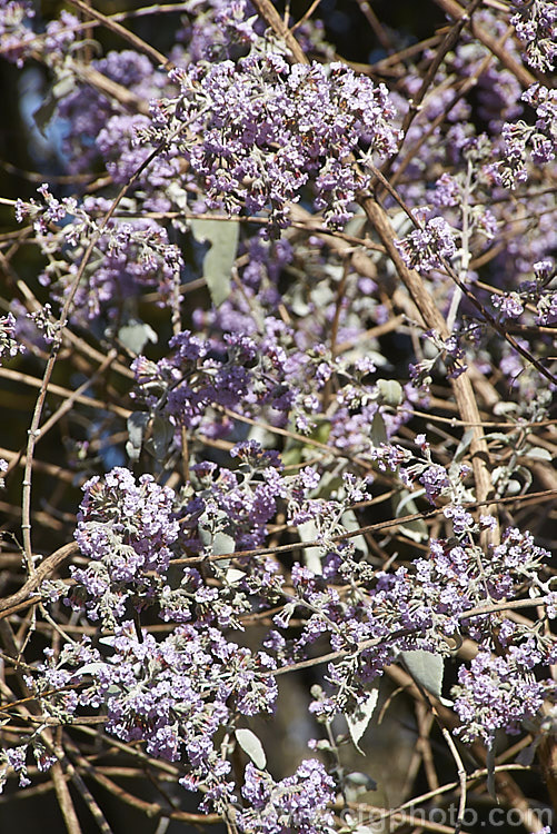 Buddleja crispa flowering in spring while still mostly leafless. This deciduous or near-deciduous shrub is native to the Himalayan region of southern China and grows to around 35m high and wide. Flowering starts in spring and continues into summer. The grey-green leaves have downy undersides and can reach 15cm long. buddleja-2053htm'>Buddleja. <a href='scrophulariaceae-plant-family-photoshtml'>Scrophulariaceae</a>.