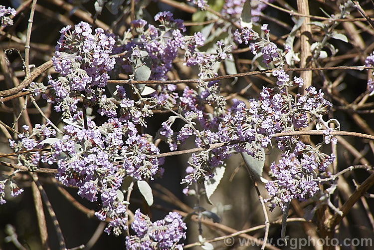 Buddleja crispa flowering in spring while still mostly leafless. This deciduous or near-deciduous shrub is native to the Himalayan region of southern China and grows to around 35m high and wide. Flowering starts in spring and continues into summer. The grey-green leaves have downy undersides and can reach 15cm long. buddleja-2053htm'>Buddleja. <a href='scrophulariaceae-plant-family-photoshtml'>Scrophulariaceae</a>.