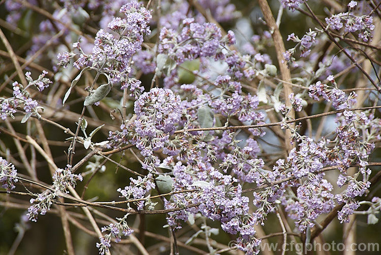 Buddleja crispa, a deciduous or near-deciduous shrub native to the Himalayan region of southern China. It grows to around 35m high and wide. Flowering starts in spring and continues into summer. The grey-green leaves have downy undersides and can reach 15cm long. buddleja-2053htm'>Buddleja. <a href='scrophulariaceae-plant-family-photoshtml'>Scrophulariaceae</a>.