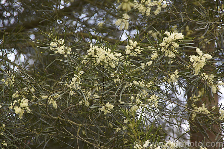 Variable Sallow Wattle (<i>Acacia mucronata</i>), an evergreen, spring-flowering shrub or small tree native to southeastern Australia, including Tasmania. It can grow to over 6m tall but varies considerably in height and phyllode length. Order: Fabales, Family: Fabaceae