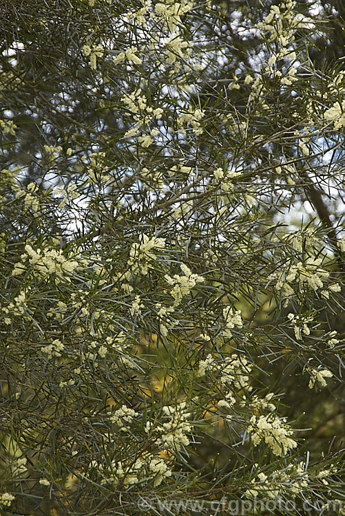 Variable Sallow Wattle (<i>Acacia mucronata</i>), an evergreen, spring-flowering shrub or small tree native to southeastern Australia, including Tasmania. It can grow to over 6m tall but varies considerably in height and phyllode length. Order: Fabales, Family: Fabaceae