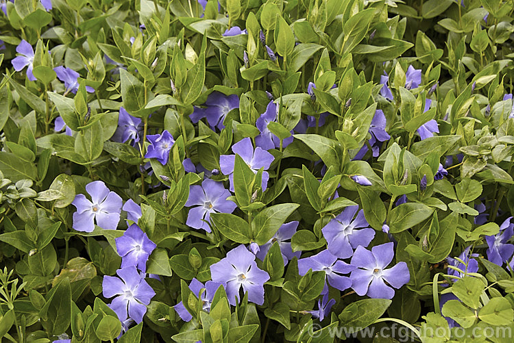 Periwinkle (<i>Vinca major</i>), a spreading, rather vine-like evergreen perennial native to western Asia. It flowers most heavily in spring and is usually regarded as a tolerable weed in semi-wild gardens rather than a plant to be cultivated. It is very similar to but slightly larger in all respects than Lesser Periwinkle (<i>Vinca minor</i>). vinca-3390htm'>Vinca. Order: Gentianales, Family: Apocynaceae