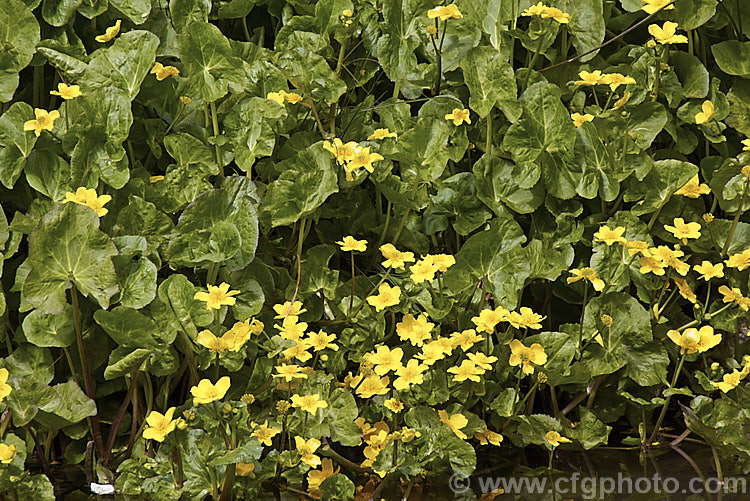 Kingcup or Marsh. Marigold (<i>Caltha palustris</i>), a spring-flowering ranunculus-like perennial with a preference for damp to wet soil. It occurs over much of the temperate Northern Hemisphere. caltha-2630htm'>Caltha.