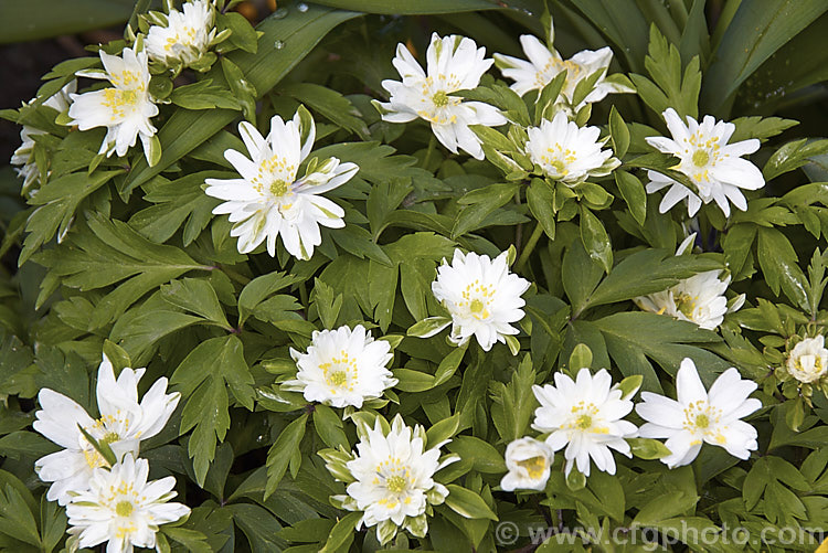 Anemone nemorosa 'Bracteata', a double-flowered cultivar of the European Wood. Anemone or Windflower, a spring-flowering rhizomatous perennial 'Bracteata' is distinguished by its occasional green petals. Order: Ranunculales, Family: Ranunculaceae