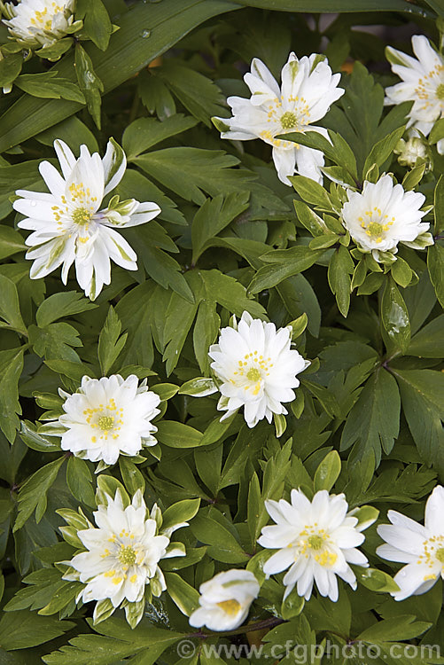 Anemone nemorosa 'Bracteata', a double-flowered cultivar of the European Wood. Anemone or Windflower, a spring-flowering rhizomatous perennial 'Bracteata' is distinguished by its occasional green petals. Order: Ranunculales, Family: Ranunculaceae