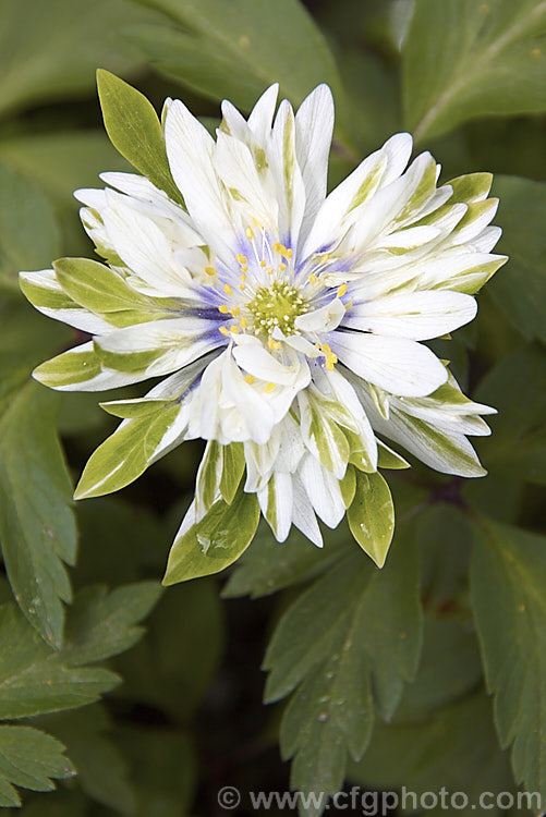 Anemone nemorosa 'Bracteata', a double-flowered cultivar of the European Wood. Anemone or Windflower, a spring-flowering rhizomatous perennial 'Bracteata' is distinguished by its occasional green petals. Order: Ranunculales, Family: Ranunculaceae