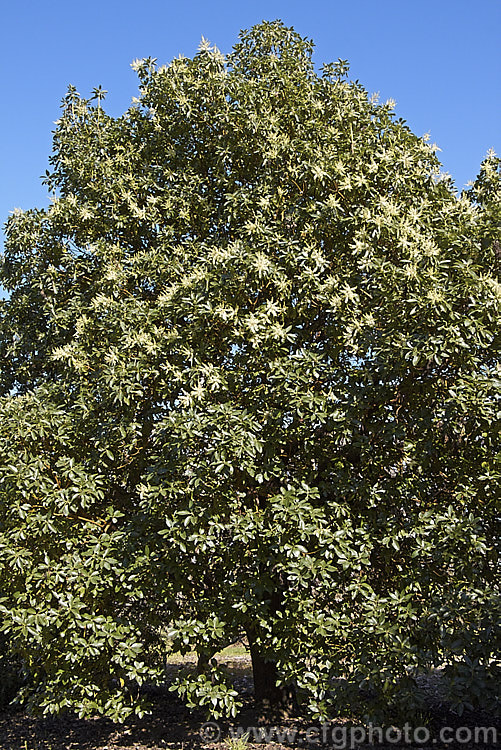 Madrone (<i>Arbutus menziesii</i>), an evergreen, spring-flowering the native to the western United States. This image was taken at the spring equinox and the tree had just started flowering properly after being in bud with a few flowers for around three weeks. Order: Ericales, Family: Ericaceae