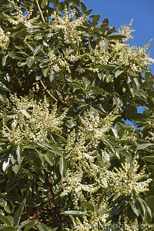 Madrone (<i>Arbutus menziesii</i>), an evergreen, spring-flowering the native to the western United States. This image was taken at the spring equinox and the tree had just started flowering properly after being in bud with a few flowers for around three weeks. Order: Ericales, Family: Ericaceae