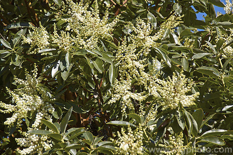 Madrone (<i>Arbutus menziesii</i>), an evergreen, spring-flowering the native to the western United States. This image was taken at the spring equinox and the tree had just started flowering properly after being in bud with a few flowers for around three weeks. Order: Ericales, Family: Ericaceae