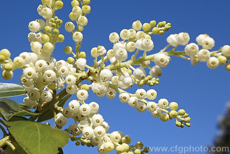 The flowerhead of the Madrone (<i>Arbutus menziesii</i>), an evergreen, spring-flowering the native to the western United States. Order: Ericales, Family: Ericaceae