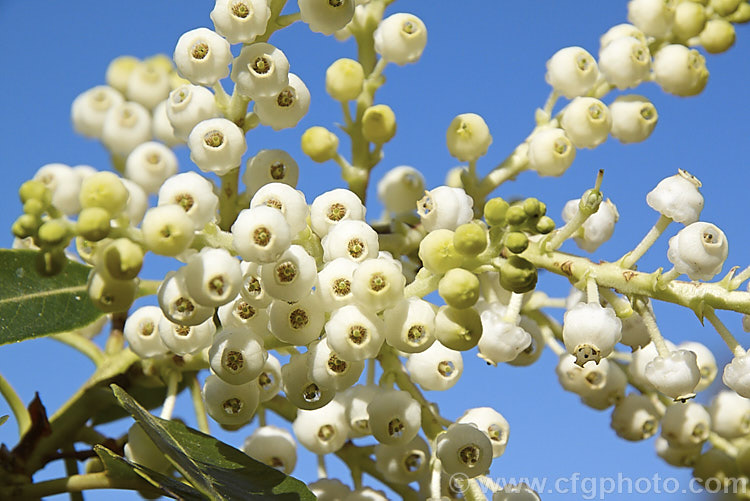 The flowerhead of the Madrone (<i>Arbutus menziesii</i>), an evergreen, spring-flowering the native to the western United States. Order: Ericales, Family: Ericaceae