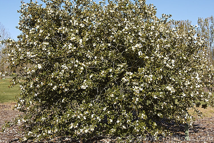 Magnolia dianica (syn. Michelia yunnanensis</i>), a slow-growing, spring-flowering, evergreen shrub or small tree native to southern China. Unlike some of the other former michelias, its flowers have little or no scent. Order: Magnoliales, Family: Magnoliaceae