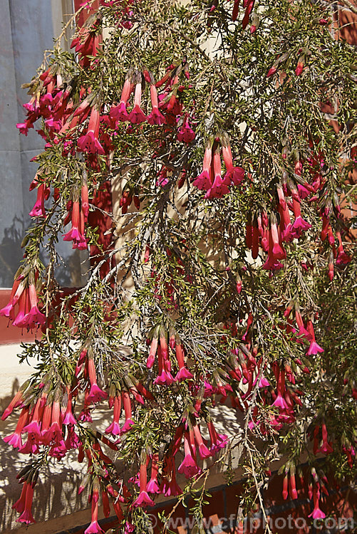 Sacred Flower of the Incas (<i>Cantua buxifolia</i>), a large, wiry-stemmed shrub native to the mountains of Peru, Bolivia and northernChile. It flowers for much of the year. Order: Ericales, Family: Polemoniaceae