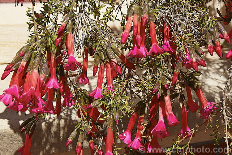 Sacred Flower of the Incas (<i>Cantua buxifolia</i>), a large, wiry-stemmed shrub native to the mountains of Peru, Bolivia and northernChile. It flowers for much of the year. Order: Ericales, Family: Polemoniaceae