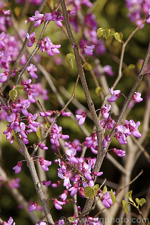 Cercis gigantea, a deciduous, spring-flowering large shrub or small tree native to temperate. East Asia. It grows to around 4m high and wide, and the gigantea epithet refers not to the plant's size but to its leaves, which at up to 10cm long are around twice the size of those of other. Cercis species. cercis-2422htm'>Cercis.