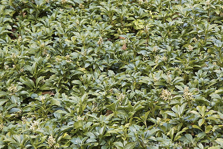 Japanese Spurge (<i>Pachysandra terminalis</i>). The small cream flowers of this low, spreading, evergreen subshrub are pleasantly scented. It occurs naturally in Japan and nearby parts of China and is widely cultivated as a groundcover for shade. pachysandra-2472htm'>Pachysandra. <a href='buxaceae-plant-family-photoshtml'>Buxaceae</a>.