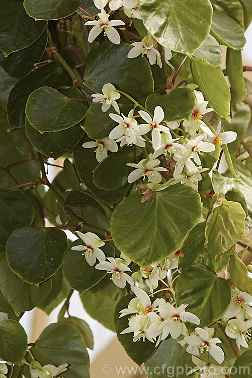 Begonia solananthera, a trailing or scrambling, winter- spring-flowering fibrous-rooted begonia native to Brazil. Its rounded, fleshy leaves are up to 8cm long and its pink-tinted white flowers are mildly scented. Order: Cucurbitales, Family: Begoniaceae