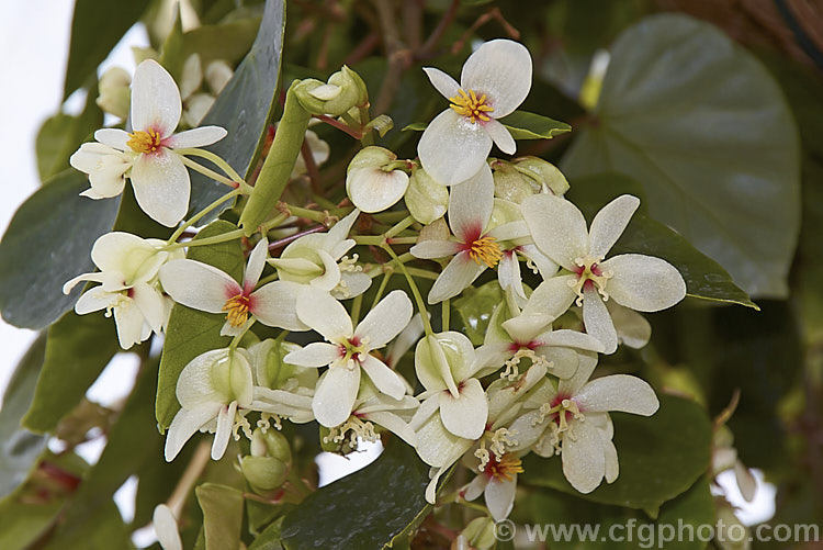 Begonia solananthera, a trailing or scrambling, winter- spring-flowering fibrous-rooted begonia native to Brazil. Its rounded, fleshy leaves are up to 8cm long and its pink-tinted white flowers are mildly scented. Order: Cucurbitales, Family: Begoniaceae