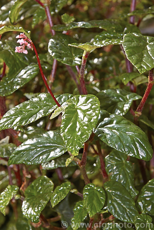 The very glossy foliage of Begonia pycnantha, a fibrous rooted begonia from the Dominican. Republic and Haiti, with shiny, heavily veined bright green leaves on erect red stems. The small flowers are deep pink and start to open from early spring. Order: Cucurbitales, Family: Begoniaceae