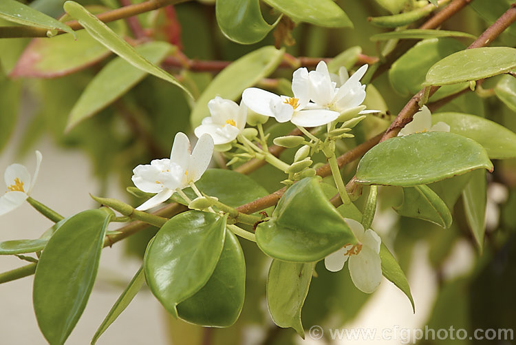 Begonia molleri, endemic to Sao. Tome, a small island in the Gulf of Guinea off the tropical central west coast of Africa, this is a trailing, fleshy-leaved, fibrous-rooted begonia that flowers form early spring. Order: Cucurbitales, Family: Begoniaceae