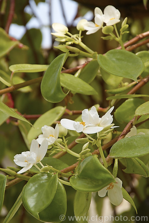 Begonia molleri, endemic to Sao. Tome, a small island in the Gulf of Guinea off the tropical central west coast of Africa, this is a trailing, fleshy-leaved, fibrous-rooted begonia that flowers form early spring. Order: Cucurbitales, Family: Begoniaceae