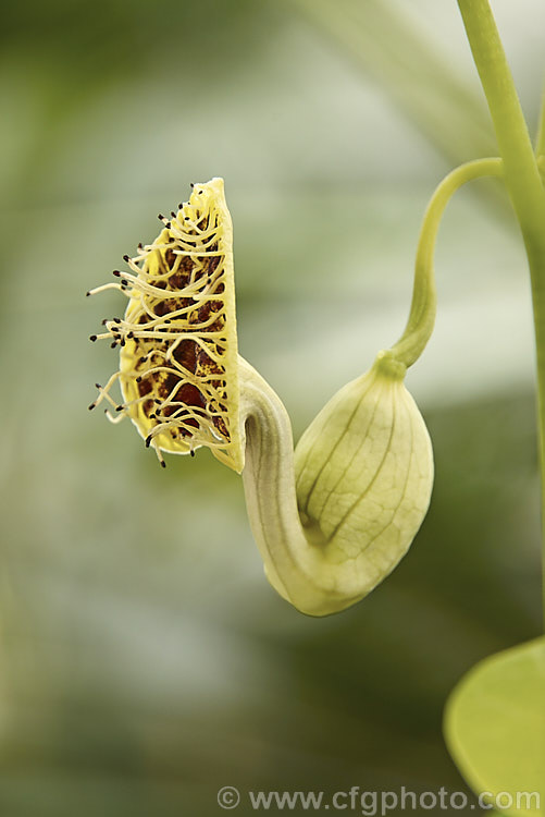 The flowers of Aristolochia fimbriata, an evergreen climber native to Brazil and Argentina. It grows to around 2m tall and the unusually shaped and coloured flowers are around 25mm across. It blooms from autumn to spring. The leaves are up to 9cm across and often carry grey markings. Order: Piperales, Family: Aristolochiaceae