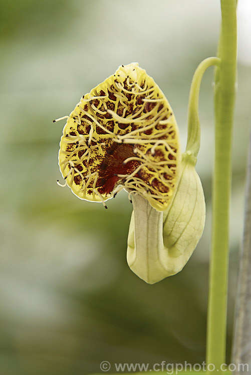 The flowers of Aristolochia fimbriata, an evergreen climber native to Brazil and Argentina. It grows to around 2m tall and the unusually shaped and coloured flowers are around 25mm across. It blooms from autumn to spring. The leaves are up to 9cm across and often carry grey markings. Order: Piperales, Family: Aristolochiaceae