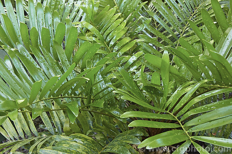 Dwarf Florida Arrowroot or Coontie (<i>Zamia pumila subsp. pygmaea</i>), a very compact form of a cycad native to Florida, Cuba and the West Indies. Order: Cycadales, Family: Zamiaceae