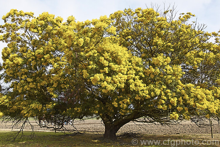 Green Wattle or Black Wattle (<i>Acacia decurrens</i>), a winter- to spring-flowering evergreen tree native to New South Wales, Australia. Notable for its deep green bipinnate leaves and bright yellow flowers, it is of the hardier. Acacia species. Order: Fabales, Family: Fabaceae