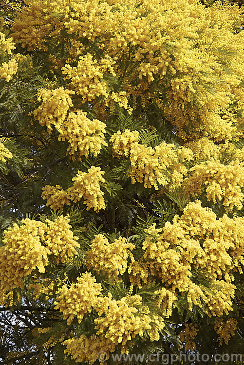 Green Wattle or Black Wattle (<i>Acacia decurrens</i>), a winter- to spring-flowering evergreen tree native to New South Wales, Australia. Notable for its deep green bipinnate leaves and bright yellow flowers, it is of the hardier. Acacia species. Order: Fabales, Family: Fabaceae