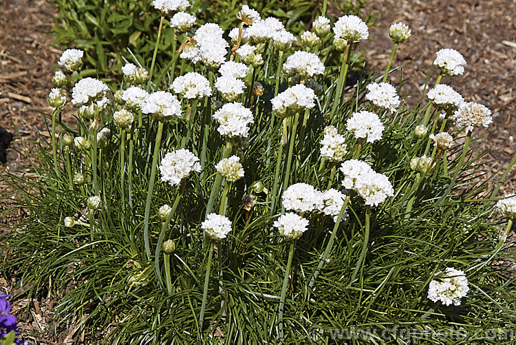 Armeria maritima 'Alba', a white-flowered cultivar of an evergreen spring-flowering perennial or subshrub that occurs naturally over much of the temperate Northern Hemisphere. Order: Caryophyllales, Family: Plumbaginaceae