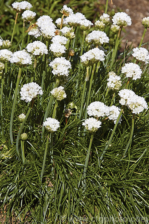 Armeria maritima 'Alba', a white-flowered cultivar of an evergreen spring-flowering perennial or subshrub that occurs naturally over much of the temperate Northern Hemisphere. Order: Caryophyllales, Family: Plumbaginaceae