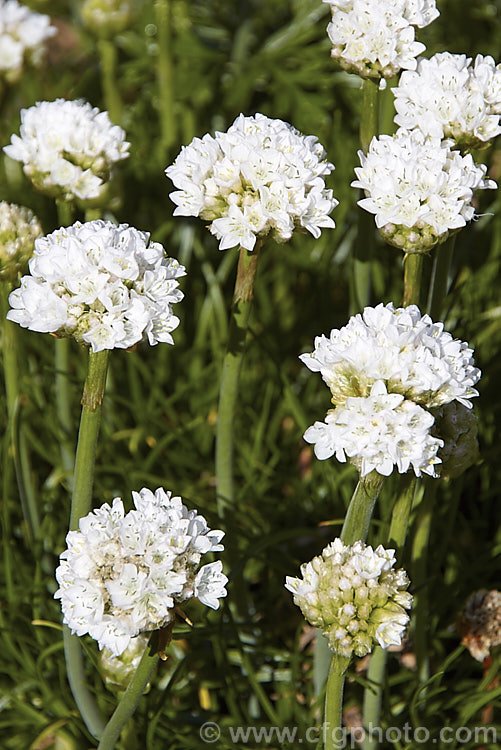 Armeria maritima 'Alba', a white-flowered cultivar of an evergreen spring-flowering perennial or subshrub that occurs naturally over much of the temperate Northern Hemisphere. Order: Caryophyllales, Family: Plumbaginaceae