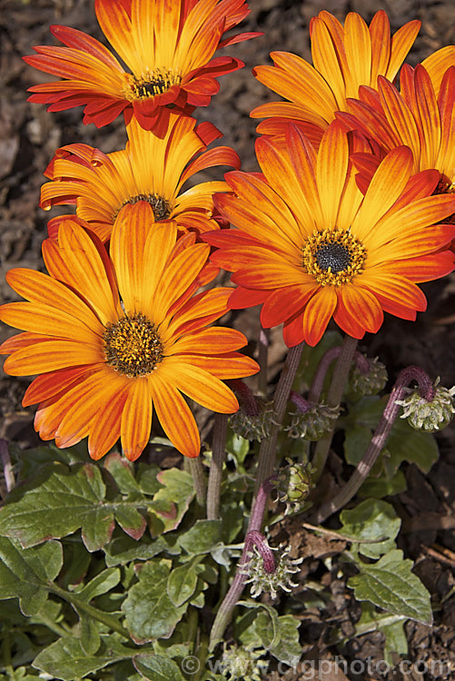 Hybrid African Daisy (<i>Arctotis x hybrida [Arctotis venusta x Arctotis fastuosa]) one of the many colour forms of these hybrids between two spring- to summer-flowering, evergreen. South African perennials. Order: Asterales, Family: Asteraceae