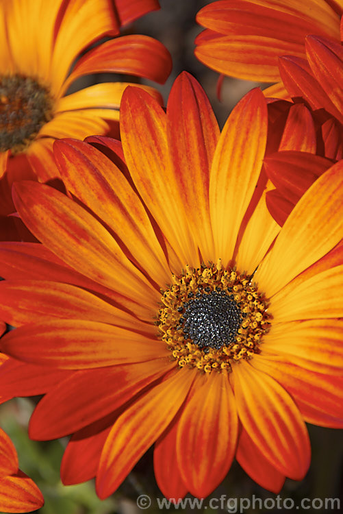 Hybrid African Daisy (<i>Arctotis x hybrida [Arctotis venusta x Arctotis fastuosa]) one of the many colour forms of these hybrids between two spring- to summer-flowering, evergreen. South African perennials. Order: Asterales, Family: Asteraceae