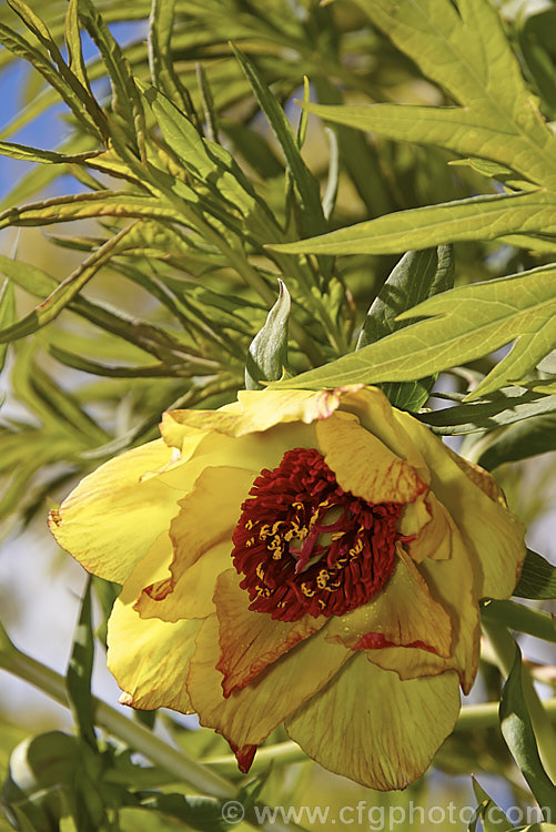 Paeonia 'Anne. Rosse', raised by the Earl of Rosse and dating from prior to 1961, this deciduous, spring-flowering shrub is one of several cultivars between the red-flowered Paeonia delavayi and the yellow. Paeonia lutea var. ludlowii. The degree of red flushing is variable, but the orange-red stamens are quire distinctive. paeonia-2089htm'>Peony. <a href='paeoniaceae-plant-family-photoshtml'>Paeoniaceae</a>.