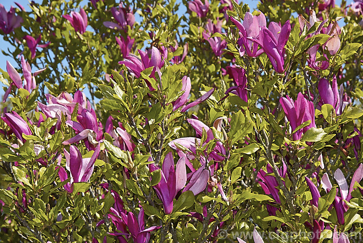 Magnolia 'Susan' (<i>Magnolia liliiflora 'Reflorescens' x Magnolia stellata 'Waterlily'), one of the De. Vos and Kosar hybrids known as the 'eight little girls'. It was raised in 1956 and has slightly fragrant flowers that open fairly late, usually after the foliage development is fairly well advanced. Order: Magnoliales, Family: Magnoliaceae