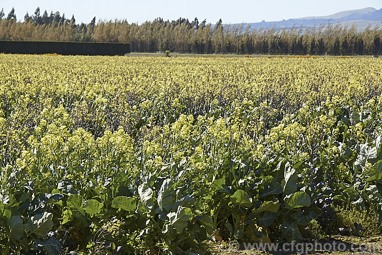 Broccoli (<i>Brassica oleracea - Botrytis Group</i>), a cabbage family vegetable grown for its edible flower bud head. Broccoli is widely regarded as the most nutritious of the brassicas. These plants have been allowed to flower as they are being grown for seed production