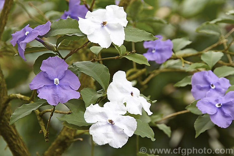 Brunfelsia pauciflora, an evergreen, 3m tall, spring- to summer-flowering shrub native to Brazil. Its flowers open purple but fade to white over several days. There are cultivars that vary in plant and flower size. brunfelsia-2611htm'>Brunfelsia.