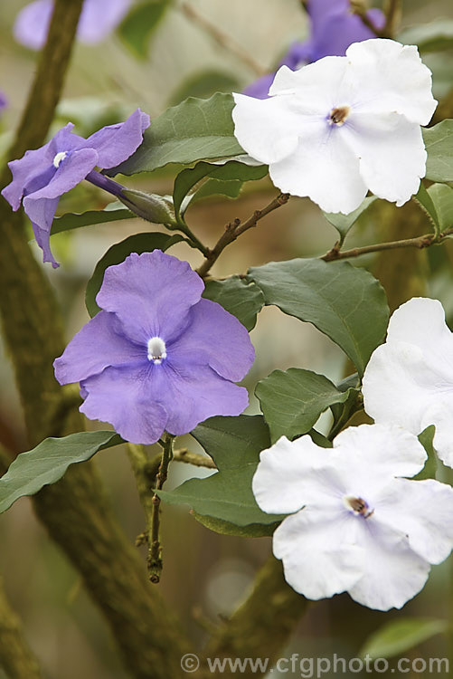 Brunfelsia pauciflora, an evergreen, 3m tall, spring- to summer-flowering shrub native to Brazil. Its flowers open purple but fade to white over several days. There are cultivars that vary in plant and flower size. brunfelsia-2611htm'>Brunfelsia.