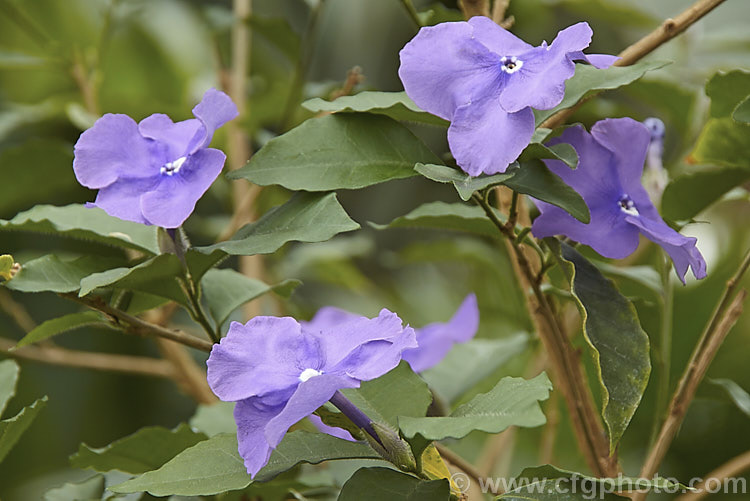 Brunfelsia pauciflora, an evergreen, 3m tall, spring- to summer-flowering shrub native to Brazil. Its flowers open purple but fade to white over several days. There are cultivars that vary in plant and flower size. brunfelsia-2611htm'>Brunfelsia.