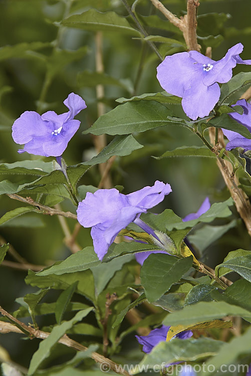 Brunfelsia pauciflora, an evergreen, 3m tall, spring- to summer-flowering shrub native to Brazil. Its flowers open purple but fade to white over several days. There are cultivars that vary in plant and flower size. brunfelsia-2611htm'>Brunfelsia.