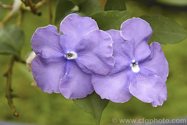 Brunfelsia pauciflora, an evergreen, 3m tall, spring- to summer-flowering shrub native to Brazil. Its flowers open purple but fade to white over several days. There are cultivars that vary in plant and flower size. brunfelsia-2611htm'>Brunfelsia.