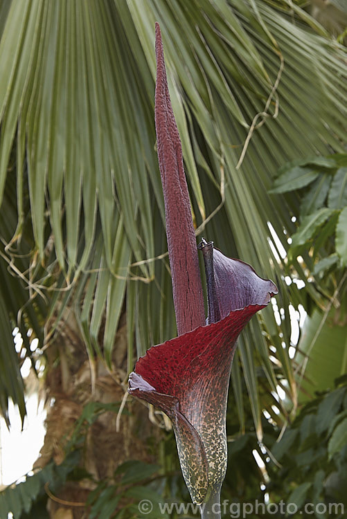 Devil's Tongue, Snake Palm or Umbrella Arum (<i>Amorphophallus rivieri</i>), a large cormous perennial found from Indonesia to southern Japan. It produces deeply divided leaves up to 13m wide and pungent aroid flowers with a spathe to 40cm long and a spadix and appendix to 55cm long. This is the cultivar 'Konjac', which has a slightly larger limb than the species and is cultivated in its native range for its edible corms. Order: Alismatales, Family: Araceae