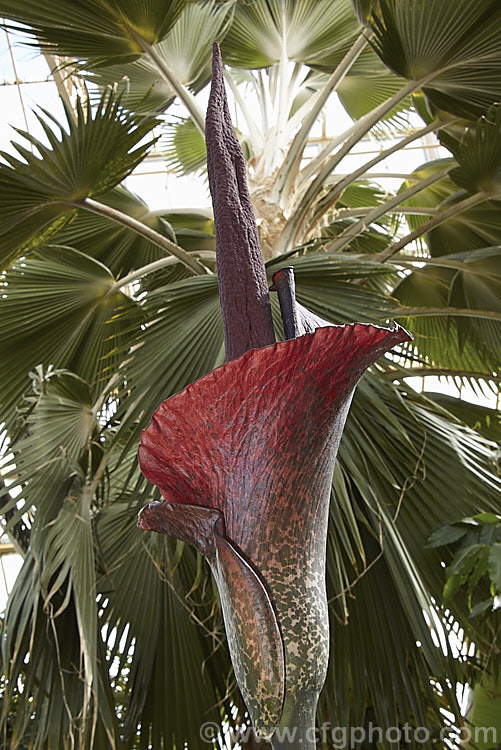 Devil's Tongue, Snake Palm or Umbrella Arum (<i>Amorphophallus rivieri</i>), a large cormous perennial found from Indonesia to southern Japan. It produces deeply divided leaves up to 13m wide and pungent aroid flowers with a spathe to 40cm long and a spadix and appendix to 55cm long. This is the cultivar 'Konjac', which has a slightly larger limb than the species and is cultivated in its native range for its edible corms. Order: Alismatales, Family: Araceae