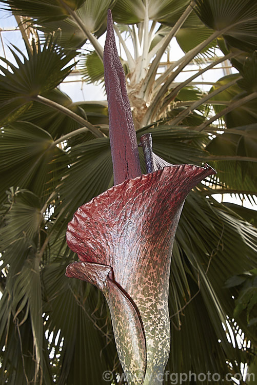 Devil's Tongue, Snake Palm or Umbrella Arum (<i>Amorphophallus rivieri</i>), a large cormous perennial found from Indonesia to southern Japan. It produces deeply divided leaves up to 13m wide and pungent aroid flowers with a spathe to 40cm long and a spadix and appendix to 55cm long. This is the cultivar 'Konjac', which has a slightly larger limb than the species and is cultivated in its native range for its edible corms. Order: Alismatales, Family: Araceae