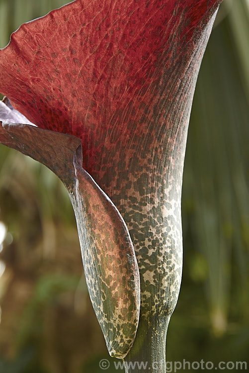 The spathe and the base of the spadix of the Devil's Tongue, Snake Palm or Umbrella Arum (<i>Amorphophallus rivieri</i>), a large cormous perennial found from Indonesia to southern Japan. It produces deeply divided leaves up to 13m wide and pungent aroid flowers with a spathe to 40cm long and a spadix and appendix to 55cm long. This is the cultivar 'Konjac', which has a slightly larger limb than the species and is cultivated in its native range for its edible corms. Order: Alismatales, Family: Araceae