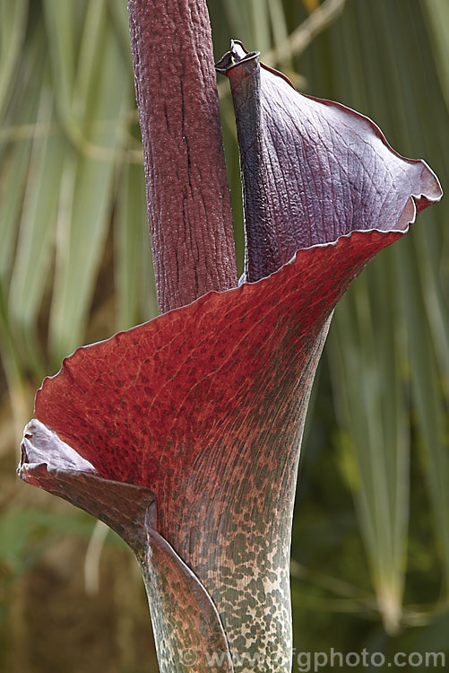 The top of the spathe and the base of the spadix of the Devil's Tongue, Snake Palm or Umbrella Arum (<i>Amorphophallus rivieri</i>), a large cormous perennial found from Indonesia to southern Japan. It produces deeply divided leaves up to 13m wide and pungent aroid flowers with a spathe to 40cm long and a spadix and appendix to 55cm long. This is the cultivar 'Konjac', which has a slightly larger limb than the species and is cultivated in its native range for its edible corms. Order: Alismatales, Family: Araceae