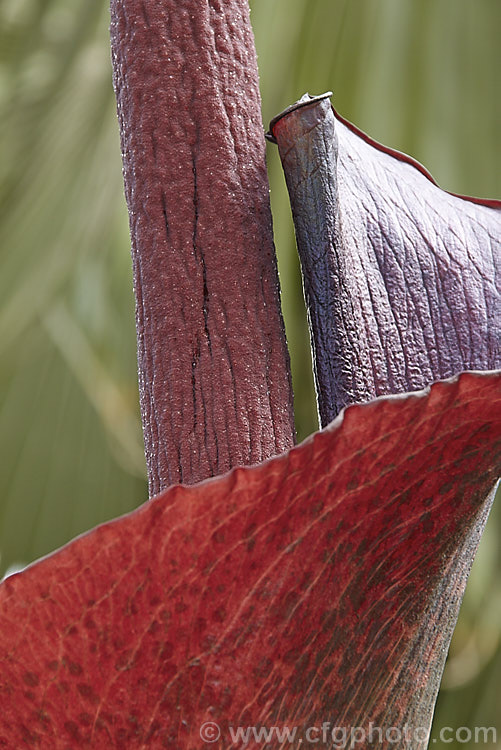 The top of the spathe and the base of the spadix of the Devil's Tongue, Snake Palm or Umbrella Arum (<i>Amorphophallus rivieri</i>), a large cormous perennial found from Indonesia to southern Japan. It produces deeply divided leaves up to 13m wide and pungent aroid flowers with a spathe to 40cm long and a spadix and appendix to 55cm long. This is the cultivar 'Konjac', which has a slightly larger limb than the species and is cultivated in its native range for its edible corms. Order: Alismatales, Family: Araceae