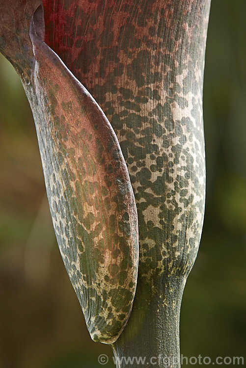 The base of the spathe of the Devil's Tongue, Snake Palm or Umbrella Arum (<i>Amorphophallus rivieri</i>), a large cormous perennial found from Indonesia to southern Japan. It produces deeply divided leaves up to 13m wide and pungent aroid flowers with a spathe to 40cm long and a spadix and appendix to 55cm long. This is the cultivar 'Konjac', which has a slightly larger limb than the species and is cultivated in its native range for its edible corms. Order: Alismatales, Family: Araceae